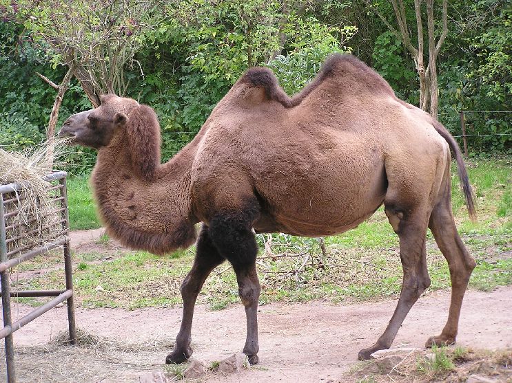 Quiz Bild