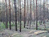 vertrockneter Wald
